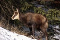 Chamois standing on a slope in Italy