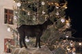 The chamois statue on square in Canazei, Italy