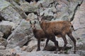 Chamois