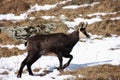 Chamois walking in Valnontey, Italy