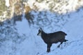 Chamois in winter season, Piatra Craiului National Park Royalty Free Stock Photo