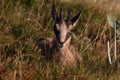 Chamois & x28;Rupicapra rupicapra& x29;  Vosges Mountains, France Royalty Free Stock Photo