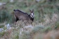 Chamois & x28;Rupicapra rupicapra& x29; Vosges Mountains, France