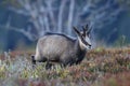 Chamois & x28;Rupicapra rupicapra& x29;  Vosges Mountains, France Royalty Free Stock Photo