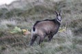 Chamois & x28;Rupicapra rupicapra& x29; Vosges Mountains, France