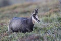 Chamois & x28;Rupicapra rupicapra& x29; Vosges Mountains, France