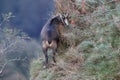 Chamois & x28;Rupicapra rupicapra& x29; Vosges Mountains, France