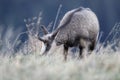 Chamois & x28;Rupicapra rupicapra& x29;  Vosges Mountains, France Royalty Free Stock Photo