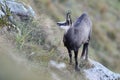 Chamois & x28;Rupicapra rupicapra& x29; Vosges Mountains, France