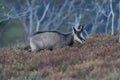 Chamois & x28;Rupicapra rupicapra& x29;  Vosges Mountains, France Royalty Free Stock Photo