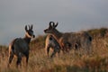 Chamois & x28;Rupicapra rupicapra& x29; Vosges Mountains, France