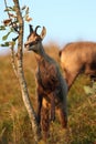 Chamois & x28;Rupicapra rupicapra& x29; Vosges Mountains, France