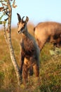 Chamois & x28;Rupicapra rupicapra& x29; Vosges Mountains, France