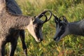 Chamois & x28;Rupicapra rupicapra& x29; Vosges Mountains, France