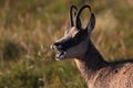 Chamois & x28;Rupicapra rupicapra& x29;  Vosges Mountains, France Royalty Free Stock Photo