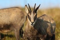 Chamois & x28;Rupicapra rupicapra& x29;  Vosges Mountains, France Royalty Free Stock Photo