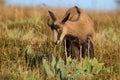 Chamois & x28;Rupicapra rupicapra& x29;  Vosges Mountains, France Royalty Free Stock Photo