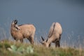 Chamois & x28;Rupicapra rupicapra& x29; Vosges Mountains, France