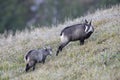 Chamois & x28;Rupicapra rupicapra& x29; Vosges Mountains, France