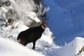 Chamois & x28;Rupicapra rupicapra& x29;, winter Vosges Mountains, France Royalty Free Stock Photo