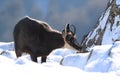 Chamois & x28;Rupicapra rupicapra& x29;, winter Vosges Mountains, France Royalty Free Stock Photo