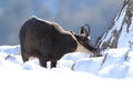 Chamois & x28;Rupicapra rupicapra& x29;, winter Vosges Mountains, France Royalty Free Stock Photo