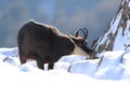 Chamois & x28;Rupicapra rupicapra& x29;, winter Vosges Mountains, France Royalty Free Stock Photo