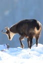 Chamois & x28;Rupicapra rupicapra& x29;, winter Vosges Mountains, France Royalty Free Stock Photo