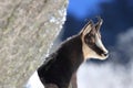 Chamois & x28;Rupicapra rupicapra& x29;, winter Vosges Mountains, France