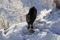 Chamois & x28;Rupicapra rupicapra& x29;, winter Vosges Mountains, France Royalty Free Stock Photo