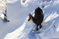 Chamois & x28;Rupicapra rupicapra& x29;, winter Vosges Mountains, France Royalty Free Stock Photo