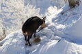 Chamois & x28;Rupicapra rupicapra& x29;, winter Vosges Mountains, France Royalty Free Stock Photo