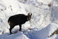 Chamois & x28;Rupicapra rupicapra& x29;, winter Vosges Mountains, France Royalty Free Stock Photo