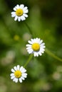 Chamomil3 Royalty Free Stock Photo