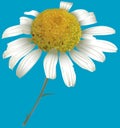 Chamomile