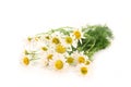 Chamomile