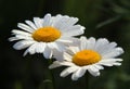 two daisies in the dew under sunlight Royalty Free Stock Photo