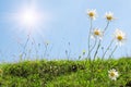Chamomile Royalty Free Stock Photo
