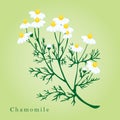 Chamomile