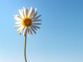 Chamomile against the blue sky. Summer background Royalty Free Stock Photo
