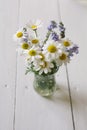 Chamomile (Asteraceae) flowers on vase Royalty Free Stock Photo