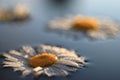 Chamomile background in calm water