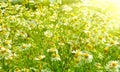 Chamomile background Royalty Free Stock Photo