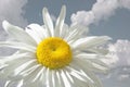 Chamomile on a background of white clouds