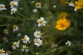 Chamomile