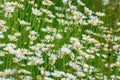 Chamomile, beautiful white wildflowers in the meadow on a sunny summer day Royalty Free Stock Photo