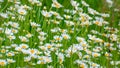 Chamomile, beautiful white wildflowers in the meadow on a sunny summer day Royalty Free Stock Photo