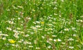 Chamomile, beautiful white wildflowers in the meadow on a sunny summer day Royalty Free Stock Photo