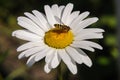 Chamomile and bee in a summer cottage5 Royalty Free Stock Photo