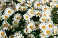 Chamomile blooming flowers. Daisies meadow. Royalty Free Stock Photo